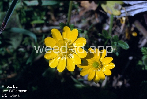 buttercup, California